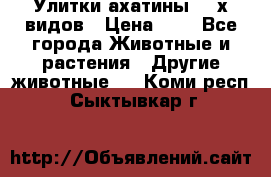 Улитки ахатины  2-х видов › Цена ­ 0 - Все города Животные и растения » Другие животные   . Коми респ.,Сыктывкар г.